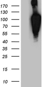 BEGAIN Antibody in Western Blot (WB)