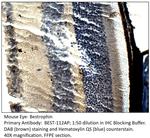 Bestrophin Polyclonal Antibody