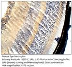 Bestrophin Polyclonal Antibody