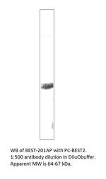Bestrophin 2 Polyclonal Antibody