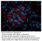 Bestrophin 3 Polyclonal Antibody