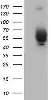 BEST3 Antibody in Western Blot (WB)
