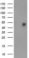 BEST3 Antibody in Western Blot (WB)