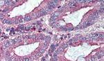 BEST3 Antibody in Immunohistochemistry (Paraffin) (IHC (P))