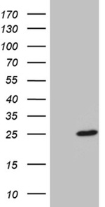BEX2 Antibody in Western Blot (WB)