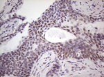 BHLHE41 Antibody in Immunohistochemistry (Paraffin) (IHC (P))