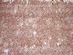 BHLHE41 Antibody in Immunohistochemistry (Paraffin) (IHC (P))