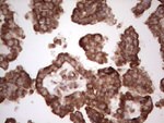 BHLHE41 Antibody in Immunohistochemistry (Paraffin) (IHC (P))