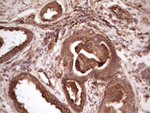 BHLHE41 Antibody in Immunohistochemistry (Paraffin) (IHC (P))