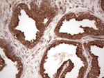 BHLHE41 Antibody in Immunohistochemistry (Paraffin) (IHC (P))