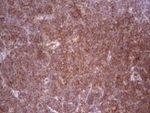 BHLHE41 Antibody in Immunohistochemistry (Paraffin) (IHC (P))