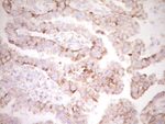 BHLHE41 Antibody in Immunohistochemistry (Paraffin) (IHC (P))