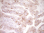 BHLHE41 Antibody in Immunohistochemistry (Paraffin) (IHC (P))