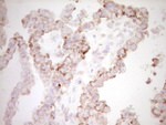 BHLHE41 Antibody in Immunohistochemistry (Paraffin) (IHC (P))