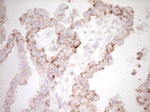 BHLHE41 Antibody in Immunohistochemistry (Paraffin) (IHC (P))