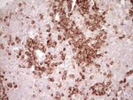 BHLHE41 Antibody in Immunohistochemistry (Paraffin) (IHC (P))