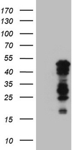 BHLHE41 Antibody in Western Blot (WB)