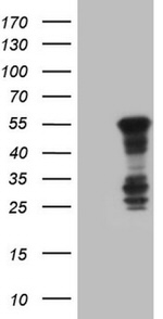 BHLHE41 Antibody in Western Blot (WB)