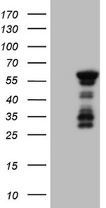 BHLHE41 Antibody in Western Blot (WB)