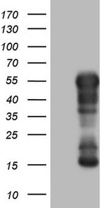 BHLHE41 Antibody in Western Blot (WB)