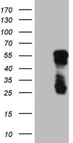 BHLHE41 Antibody in Western Blot (WB)