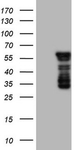 BHLHE41 Antibody in Western Blot (WB)