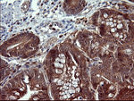 BID Antibody in Immunohistochemistry (Paraffin) (IHC (P))