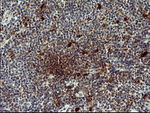 BID Antibody in Immunohistochemistry (Paraffin) (IHC (P))