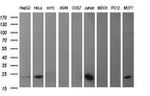 BID Antibody in Western Blot (WB)