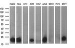 BID Antibody in Western Blot (WB)