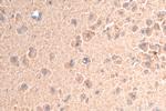tPA Antibody in Immunohistochemistry (Paraffin) (IHC (P))