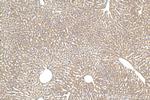 PEX14 Antibody in Immunohistochemistry (Paraffin) (IHC (P))