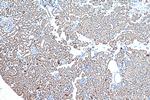 PARK7/DJ-1 Antibody in Immunohistochemistry (Paraffin) (IHC (P))
