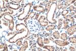 PARK7/DJ-1 Antibody in Immunohistochemistry (Paraffin) (IHC (P))