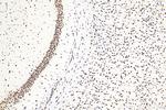 TDP-43 Antibody in Immunohistochemistry (Paraffin) (IHC (P))