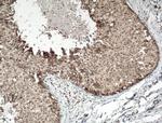 DNAJB9 Antibody in Immunohistochemistry (Paraffin) (IHC (P))