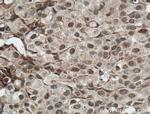 DNAJB9 Antibody in Immunohistochemistry (Paraffin) (IHC (P))