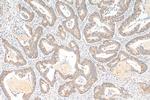 DNAJB12 Antibody in Immunohistochemistry (Paraffin) (IHC (P))