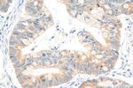 DNAJB12 Antibody in Immunohistochemistry (Paraffin) (IHC (P))
