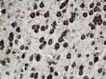 Ataxin 2 Antibody in Immunohistochemistry (Paraffin) (IHC (P))