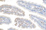 APOA4 Antibody in Immunohistochemistry (Paraffin) (IHC (P))