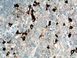 Human IgG4 Antibody in Immunohistochemistry (Paraffin) (IHC (P))