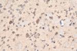 NPTX1 Antibody in Immunohistochemistry (Paraffin) (IHC (P))