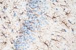 GFAP Antibody in Immunohistochemistry (Paraffin) (IHC (P))