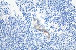 MAdCAM1 Antibody in Immunohistochemistry (Paraffin) (IHC (P))