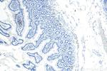 MAdCAM1 Antibody in Immunohistochemistry (Paraffin) (IHC (P))