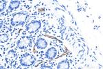 MAdCAM1 Antibody in Immunohistochemistry (Paraffin) (IHC (P))