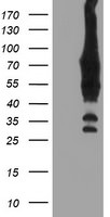 BIRC3 Antibody in Western Blot (WB)