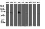 BIRC3 Antibody in Western Blot (WB)