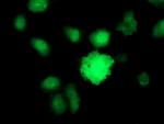BIRC5/Survivin Antibody in Immunocytochemistry (ICC/IF)
